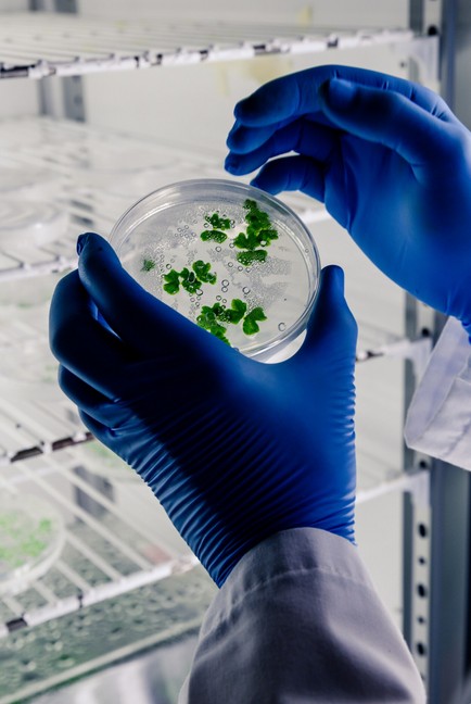 Biotechnology Translation Services a researcher holds a vegetal samples in hands